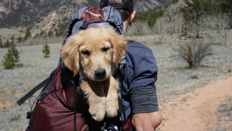 7 Best Camping Gear for Beginners in 2025