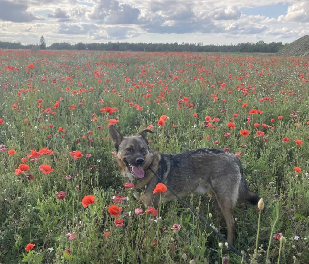 Seven Months Later – Pelle